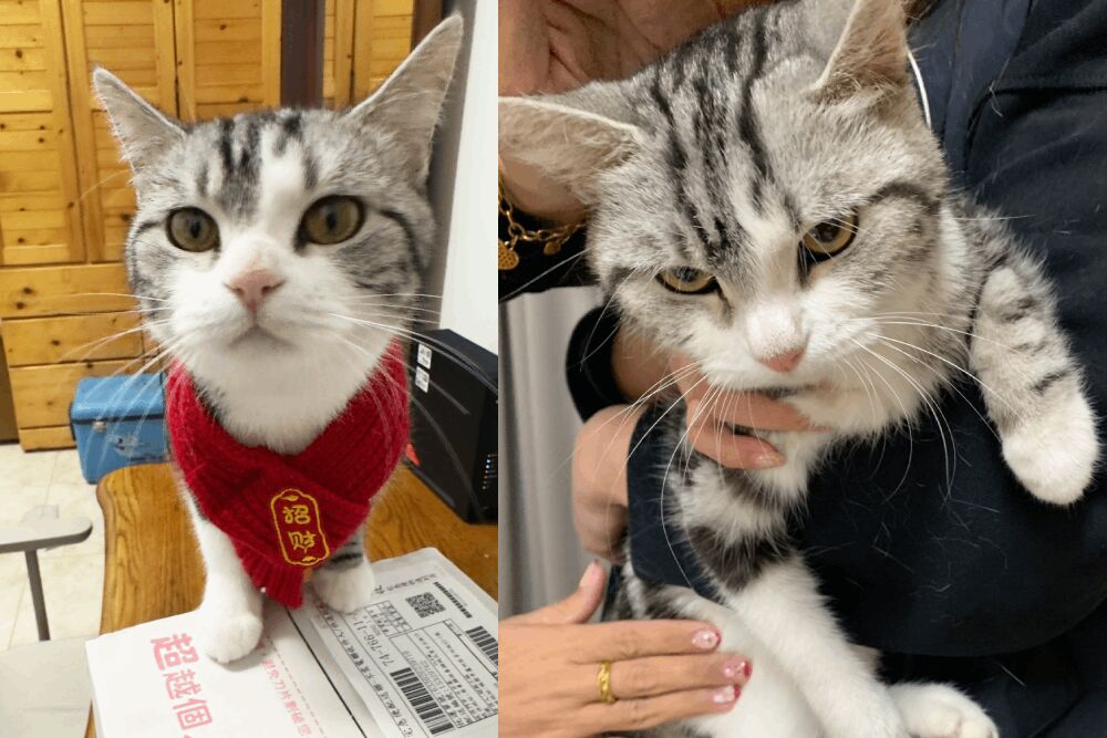 嘉義棄貓案引警訊：美短險餓死，飼主遭重罰11萬入動保黑名單！