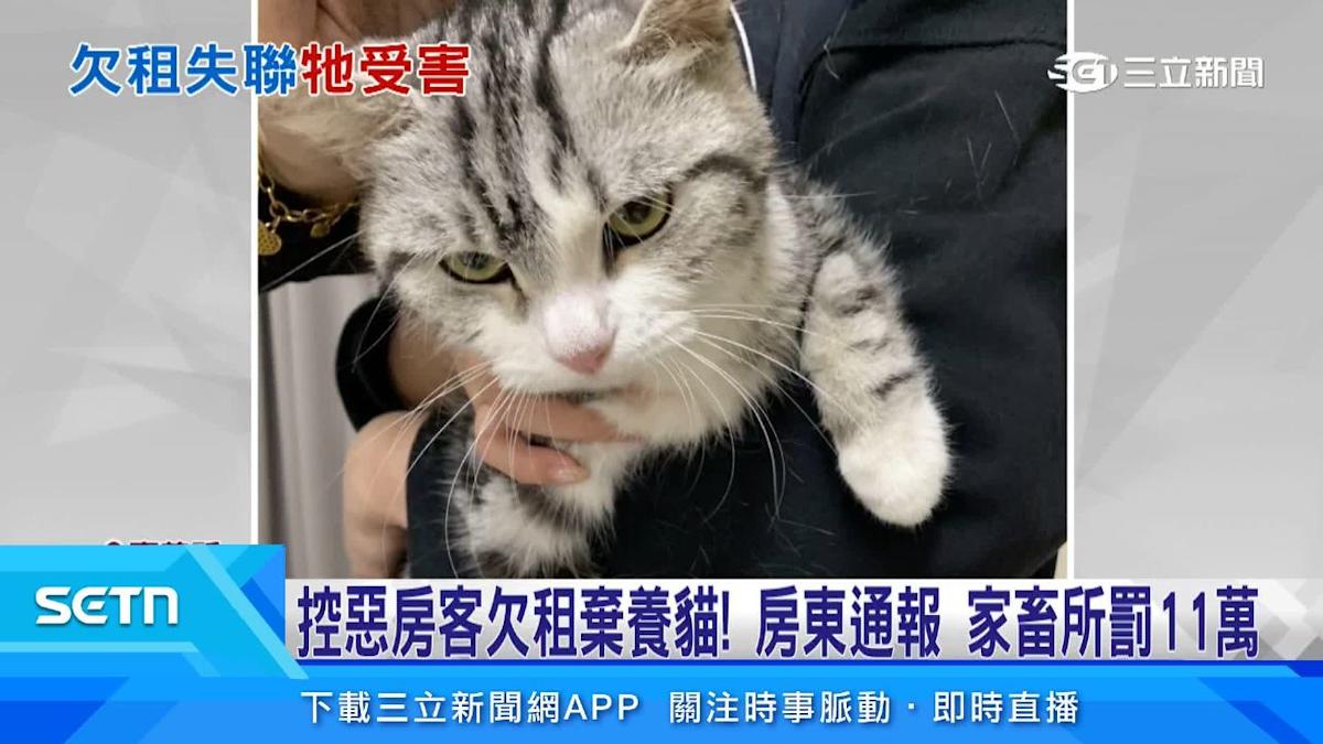 嘉義租屋驚魂！惡房客欠租棄養「美短貓」慘況曝光，家畜所重罰11萬揭亂象