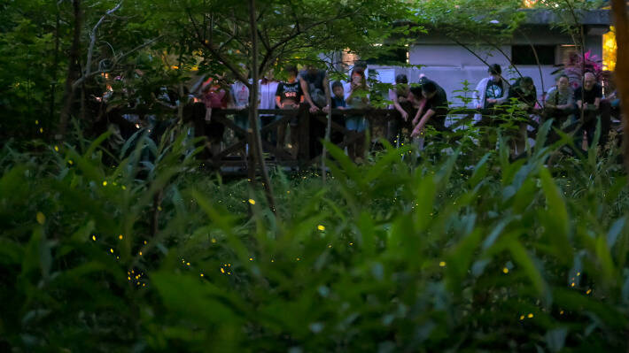 台北螢火蟲季4月登場！大安森林公園、榮星花園限定賞螢導覽全攻略