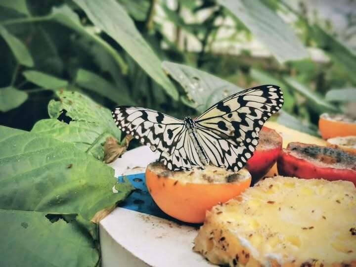 李四川批民進黨非核家園神聖目標：美伊戰爭蝴蝶效應衝擊台灣能源與民生