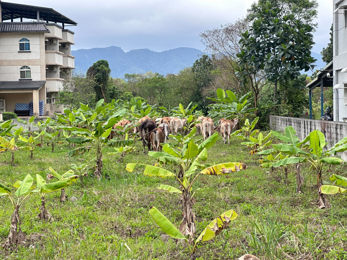 花蓮壽豐牛隻逸散衝擊農作與環境，縣府跨局處聯合會勘啟動管理改善機制