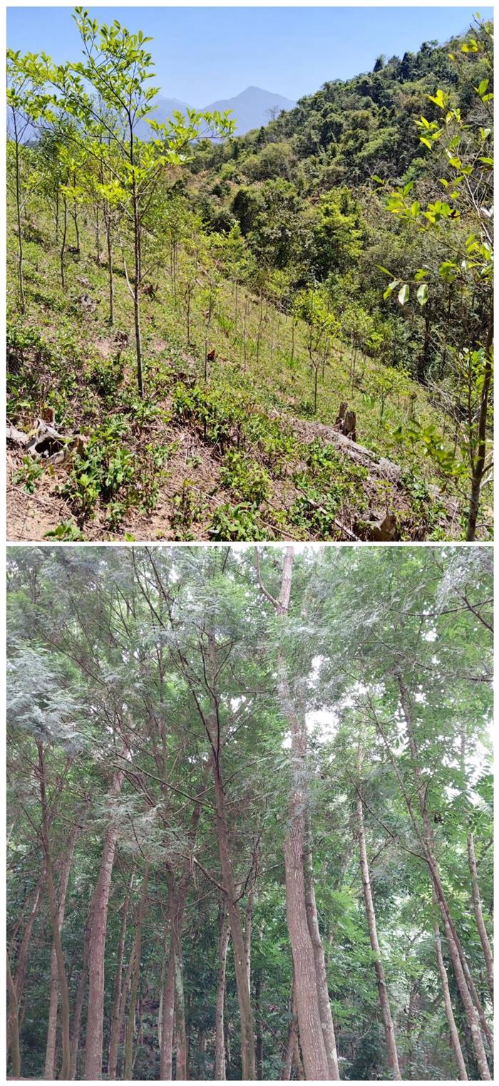 獎勵造林2.0新制上路！最高每公頃60萬元、申請至4月30日截止