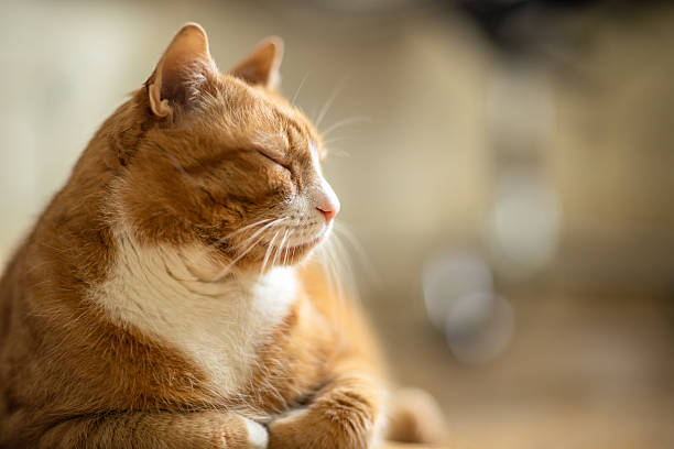 貓咪真懂你？最新研究揭露：牠們聽得懂名字，只是選擇性回應！