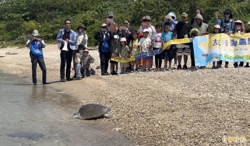 漁網殺手變英雄！屏東海龜野放，創新「MARN救援箱」開創海洋保育新局
