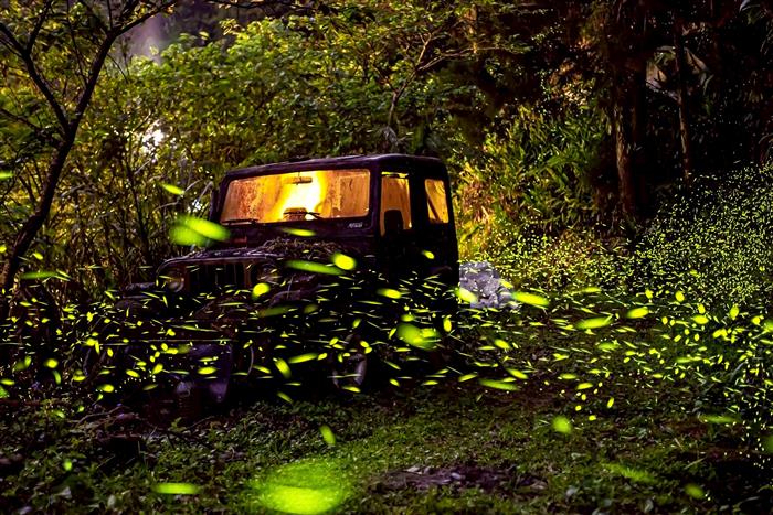 宜蘭2026蘭陽星空賞螢季啟動：生態保育結合夜間觀光，點亮螢河之旅