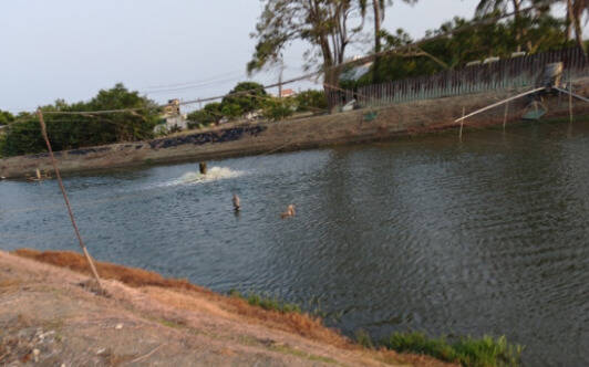 高雄魚塭「幽靈線」奪十餘水鳥命：生態悲歌下的兩難抉擇