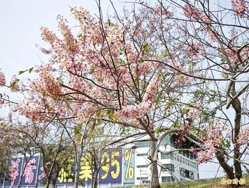 台南「仁德之心」花旗木粉紅浪潮：異國市集與登革熱防線的春日紀實