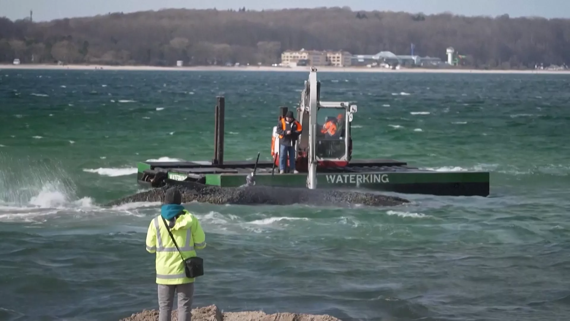 波羅地海座頭鯨擱淺困境：救援行動解析與抹香鯨分娩的生態啟示