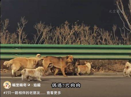 短影音瘋傳七狗「越獄」感動全球，中國官媒揭露假訊息真相與傳播風險