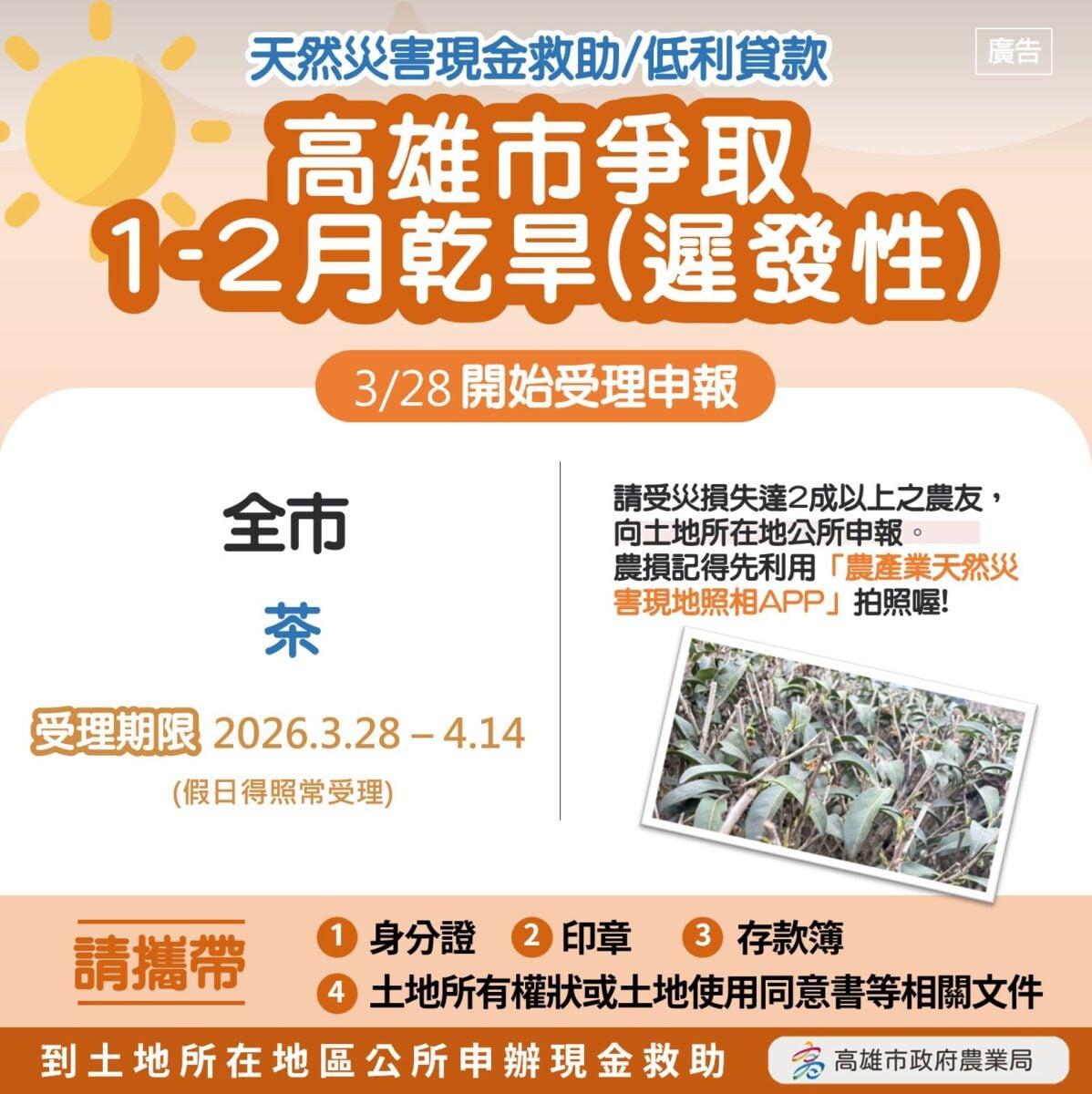 高雄茶園陷乾旱危機：逾三成災損，每公頃十萬救助即日起受理