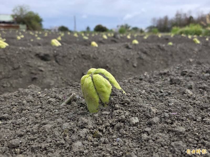花蓮吉安「土芭樂」之謎：揭密佛手瓜變身龍鬚菜的田間智慧