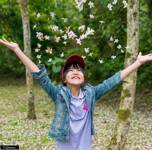 2026新北桐花祭盛大啟動：「發桐醬」萌力應援，客庄文化數位新生