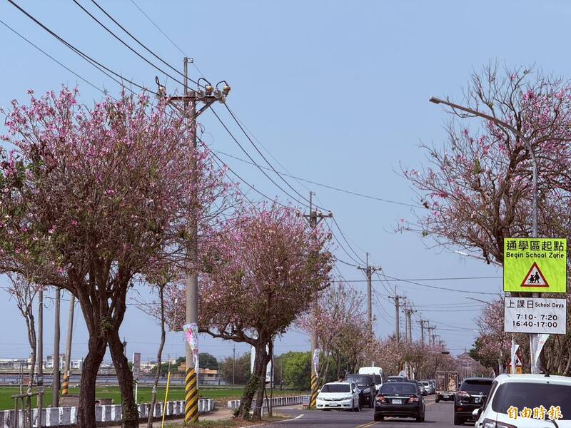 土庫櫻花季夢幻登場：2公里粉紅花海「夜櫻光影」首亮相，把握清明前最美時刻