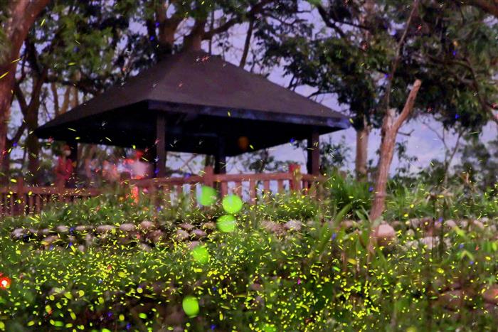 2026大坑蝶螢嘉年華：台中春夜星光盛宴 3/31開放報名搶先體驗