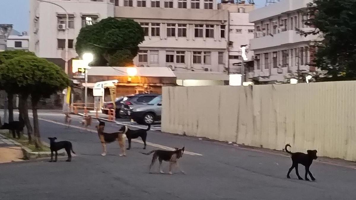 彰化流浪犬破9千隻！屢傳追咬傷人釀恐慌 縣府擲1.8億建新中途之家