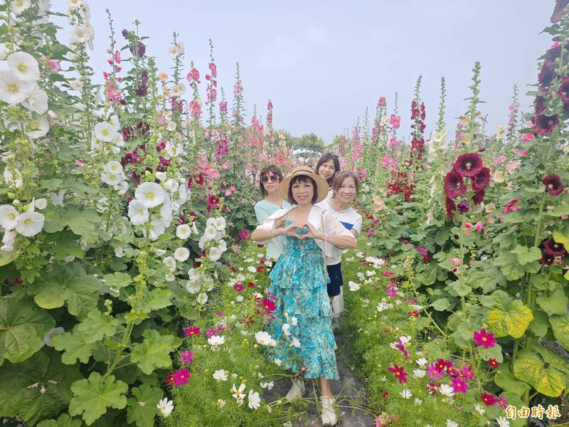 「史上最美」員林蜀葵花季絢爛登場！彰化30色花海迷宮迎清明連假