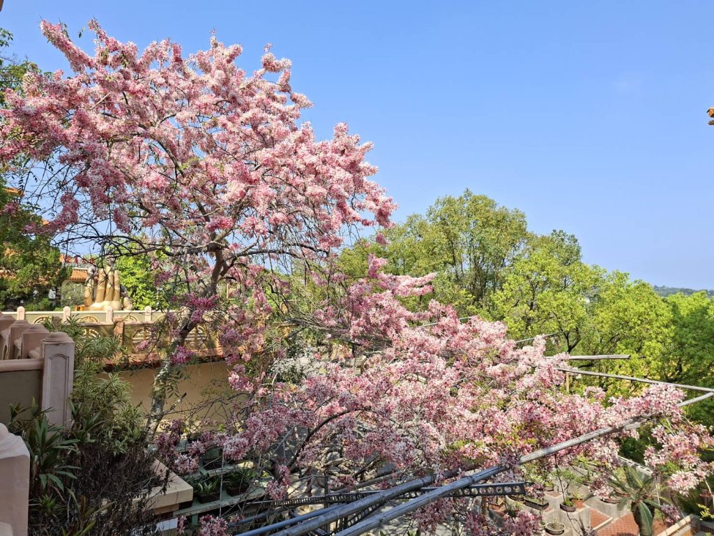 粉紅花旗木浪漫南化！台南農業局揭示蜂產業年產值八千萬奪冠