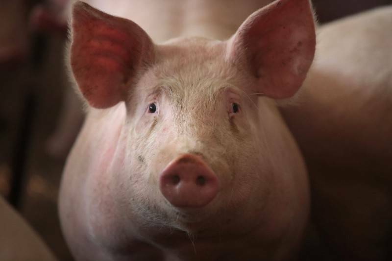 丹麥矮化台灣引外交風波：我國揚言反制，逾23億豬肉貿易恐成變數？