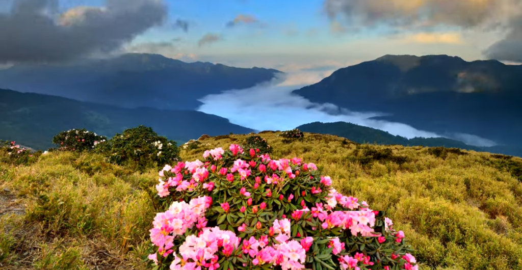 115年合歡山杜鵑花季登場：中華旅行社邀您啟程，深度體驗高山花海與自然療癒