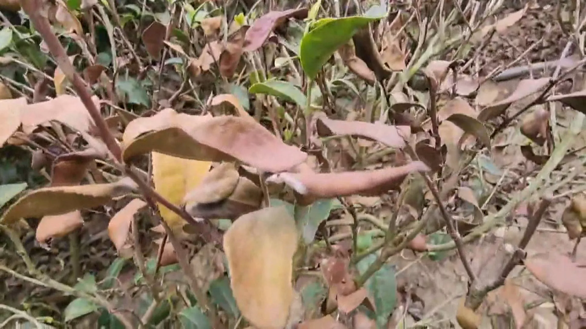 古坑茶樹大面積枯死！枯水期降雨偏少衝擊農作，抗旱行動數據解讀