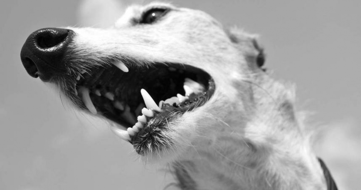 河南流浪犬確診狂犬病：婦人遭咬三級暴露，數據揭示社區防疫警訊