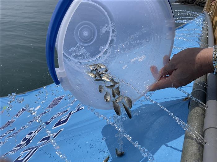 7萬尾魚苗躍台中港北堤！親子垂釣營深耕海洋永續教育