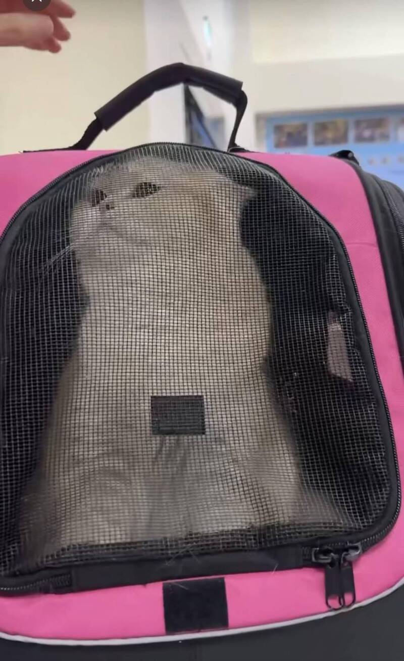 科技新貴情變虐貓引爆公憤：肉搜追緝惡行，動保法將如何裁處？