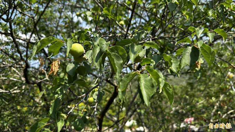 台南梅嶺青梅災情慘重！少雨導致產量暴跌8成 農民急求救助