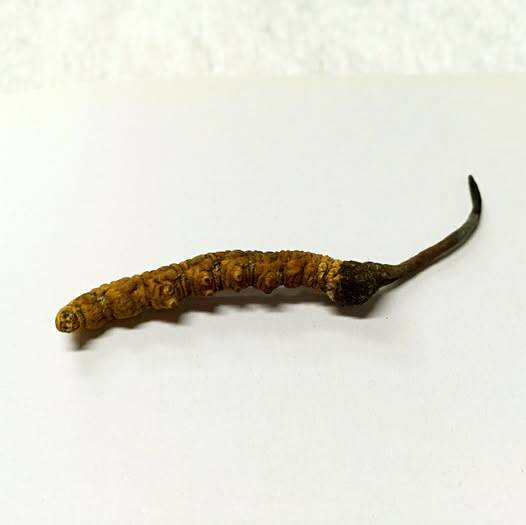 冬蟲夏草養生陷阱：中醫師警告術前服用恐致大出血