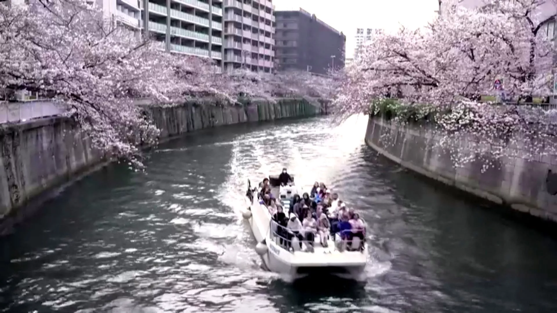 油價飆漲衝擊賞櫻船業 日本觀光業者咬牙苦撐不漲價