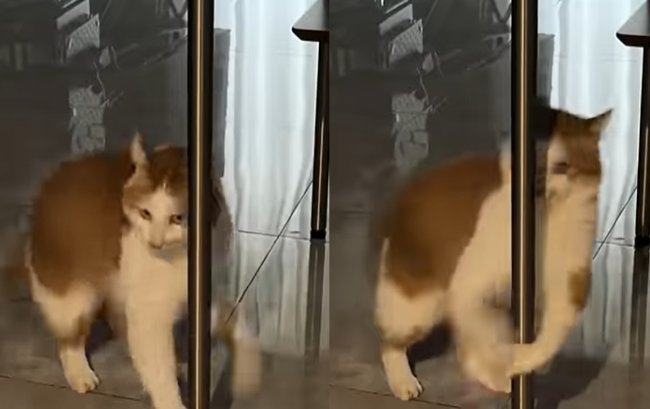 貓咪即興鋼管舞秀爆紅！52萬網友瘋傳：比AI還難預測的魔性瞬間