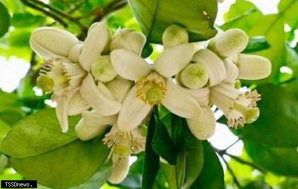 清明連假避人潮！苗栗西湖柚花秘境邀您體驗客家慢活風情