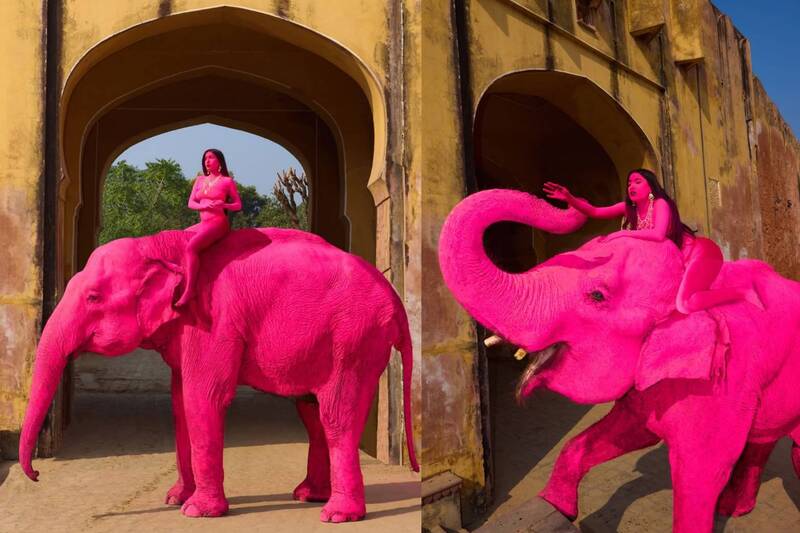 俄攝影師粉紅大象藝術照引爭議 70歲母象離世掀動保怒火