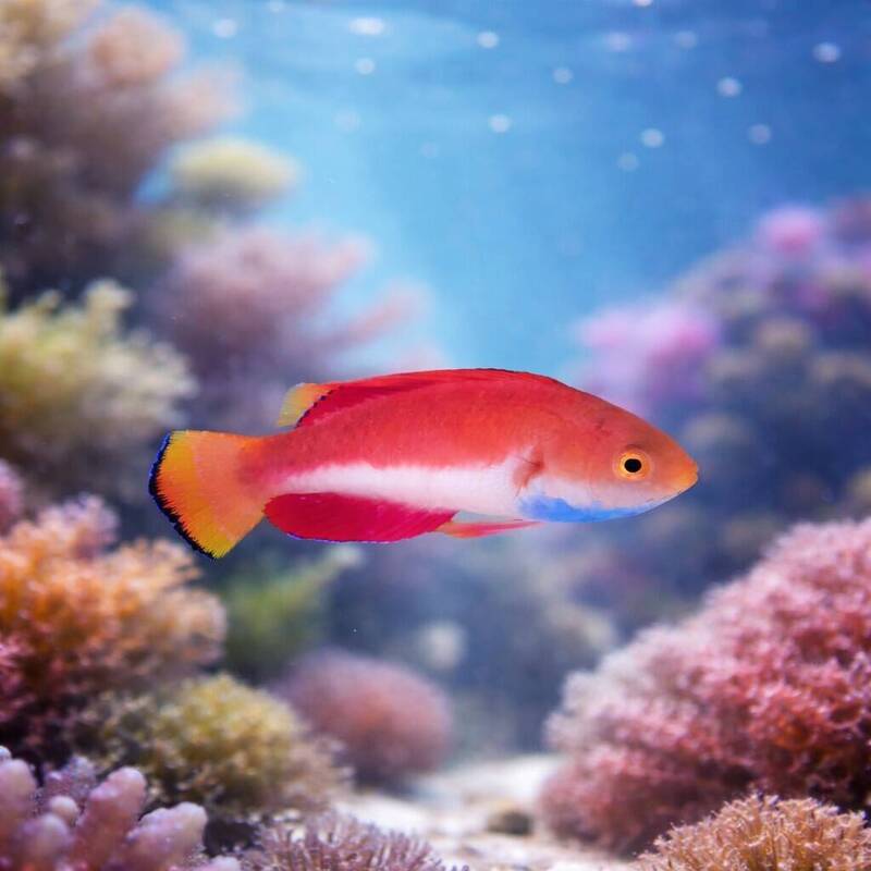 澎湖水族館7週年慶 清明連假推「掌紋尋寶」互動遊戲