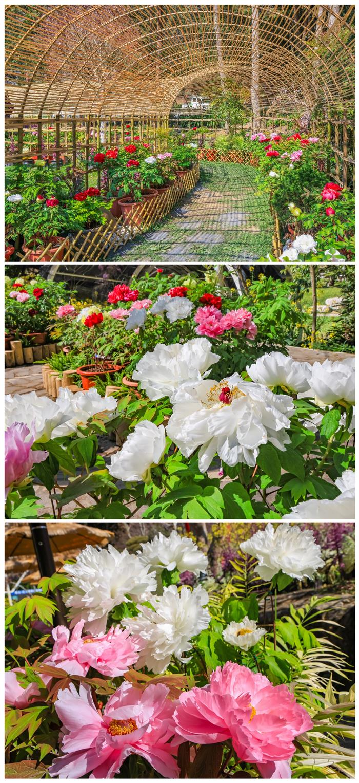 南投杉林溪牡丹花季大變革 戶外展區打造沉浸式賞花體驗