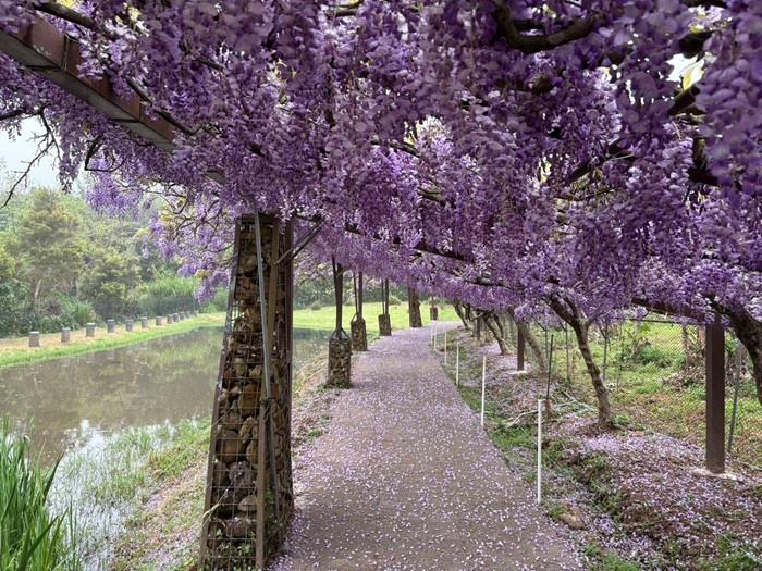 北海岸紫藤花季來襲！三芝淡水雙秘境打造春日紫色浪漫