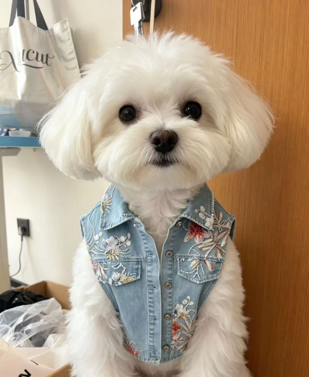 毛孩親子裝引領千億商機：人寵同款服飾如何成為新興時尚潮流？